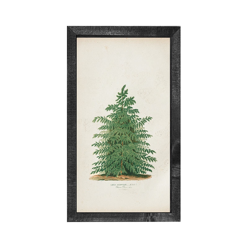 Vintage Tree- scotch pine