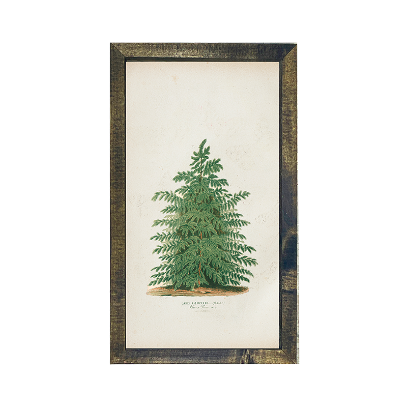 Vintage Tree- scotch pine