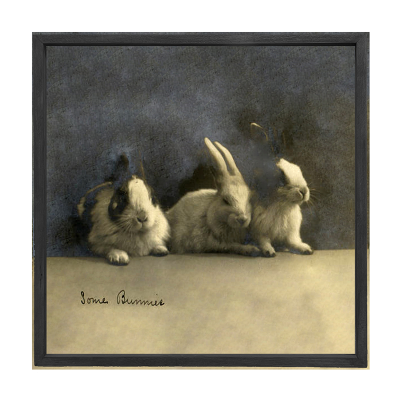 Some Bunnies