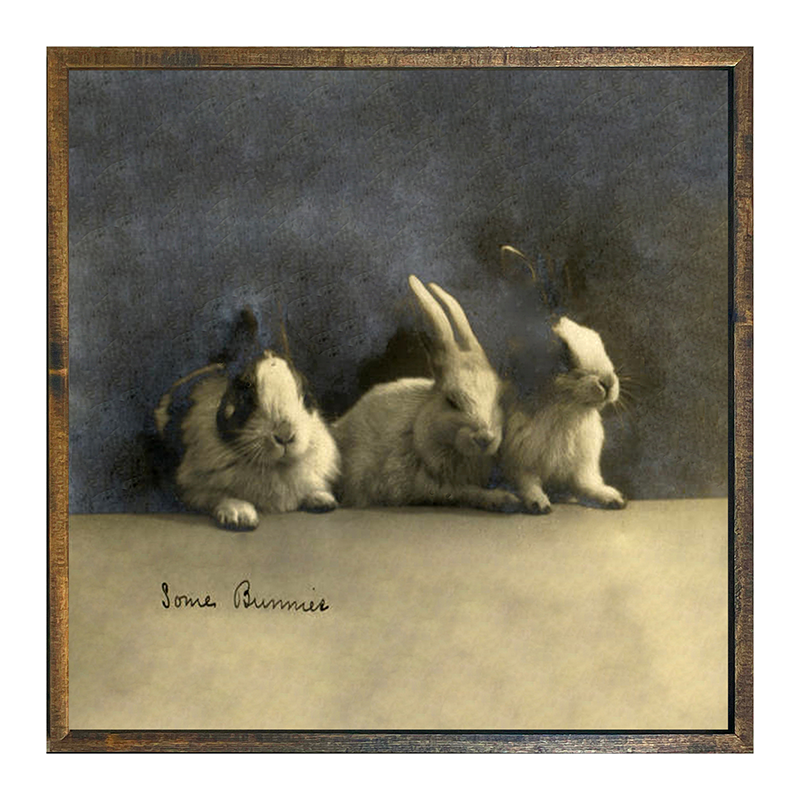 Some Bunnies
