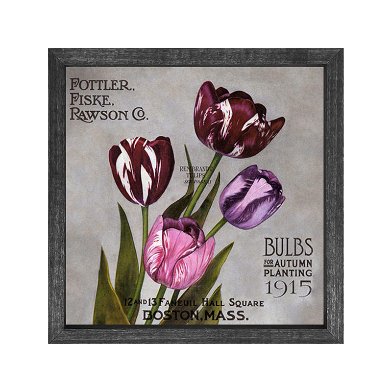 Seeds Catalog - Tulips