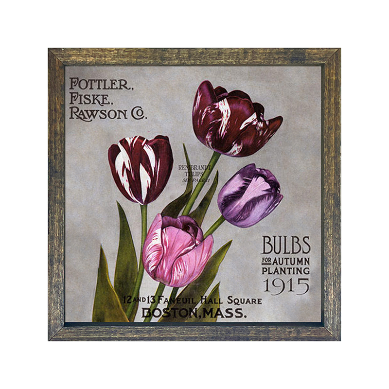 Seeds Catalog - Tulips
