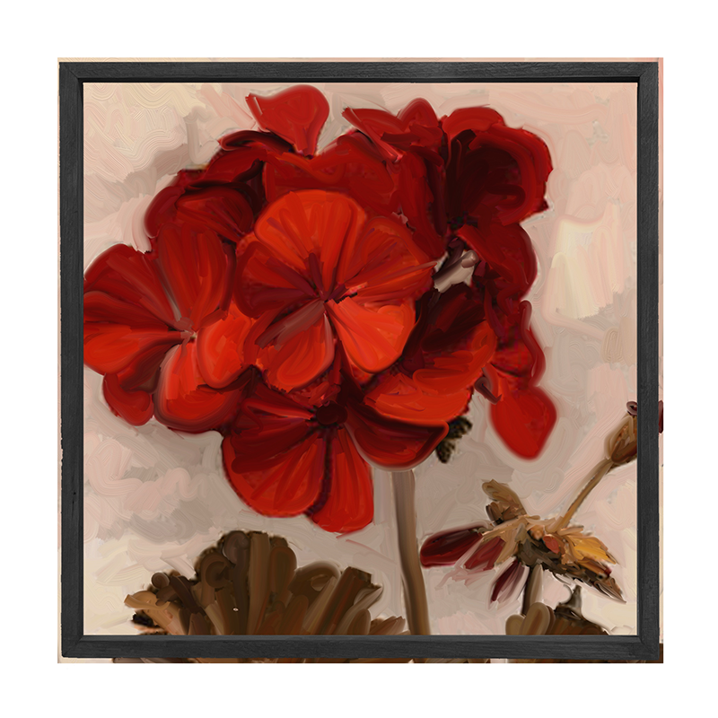 Geranium
