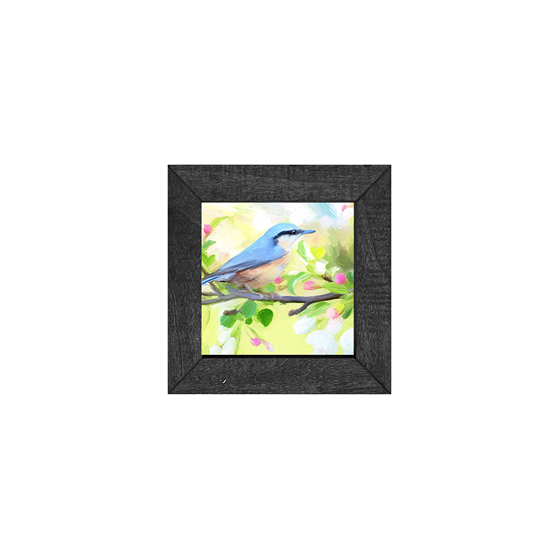 Nut Hatch Blue Bird