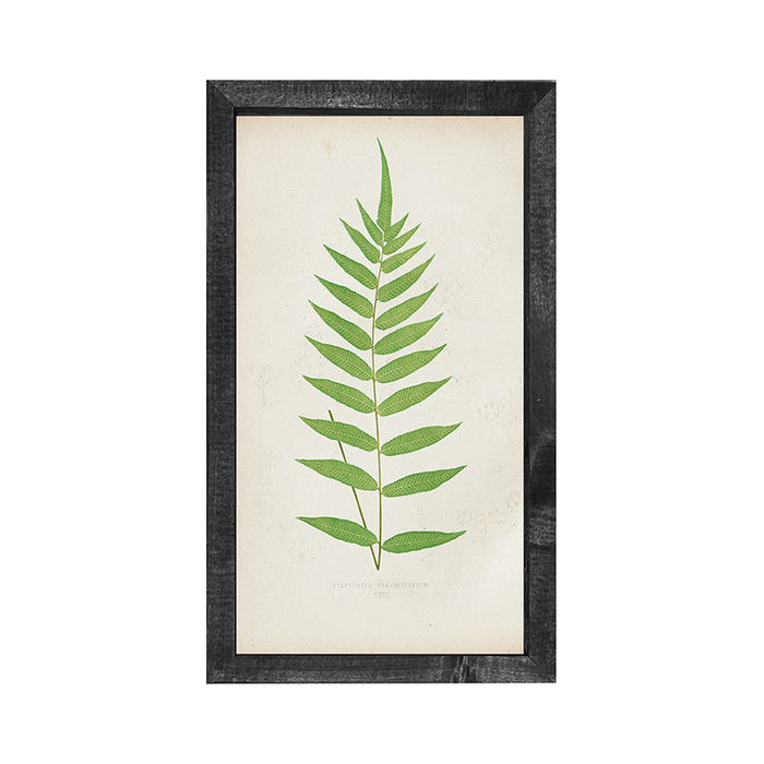 Fern Magic Fern