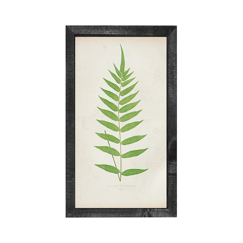 Fern
