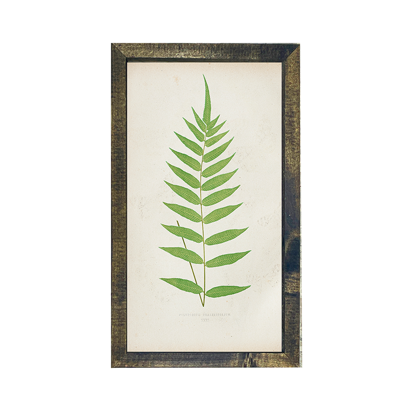 Fern