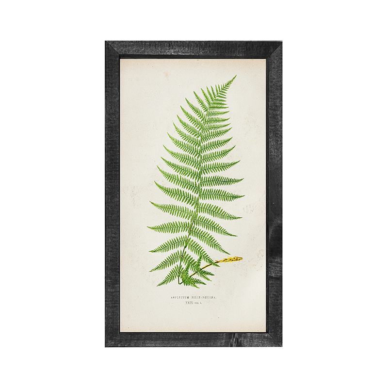 Fern 2