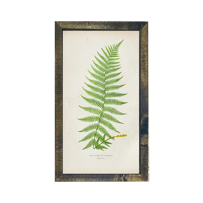 Fern 2