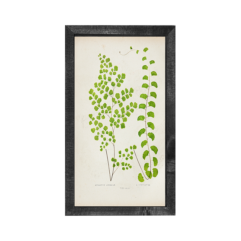 Fern-pair