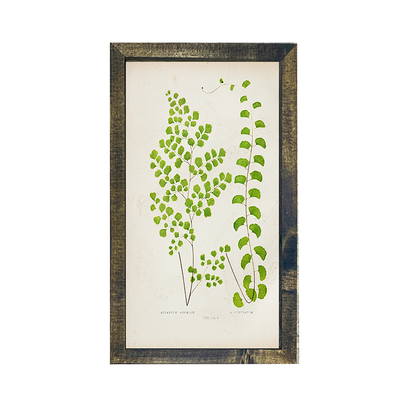 Fern-pair