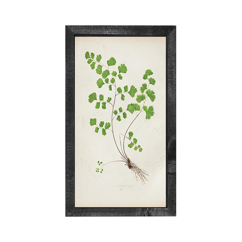 Fern-clover