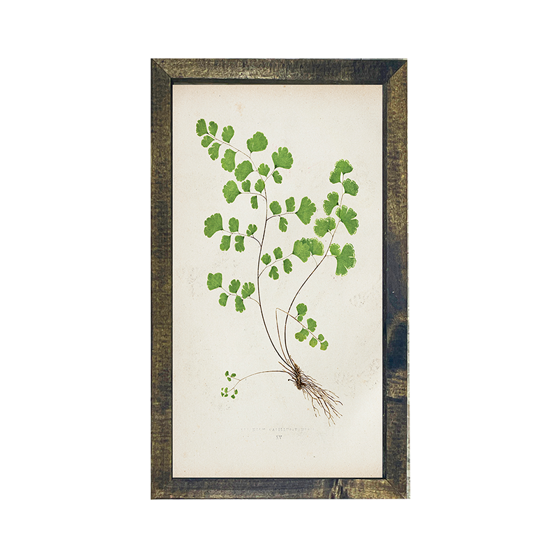 Fern-clover