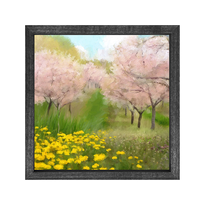 Cherry Blossoms in bloom