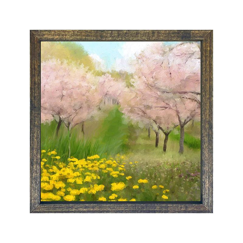 Cherry Blossoms in bloom