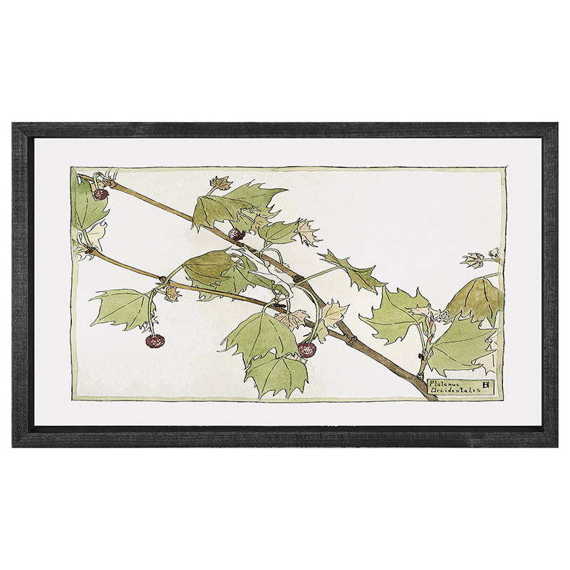 Watercolor berries