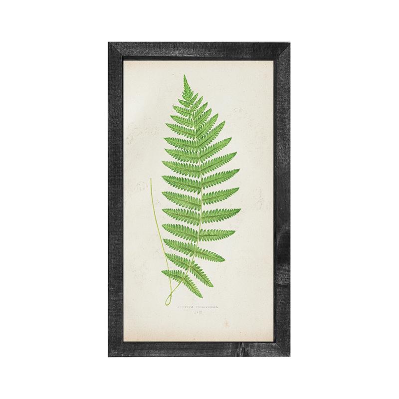 Fern with loop