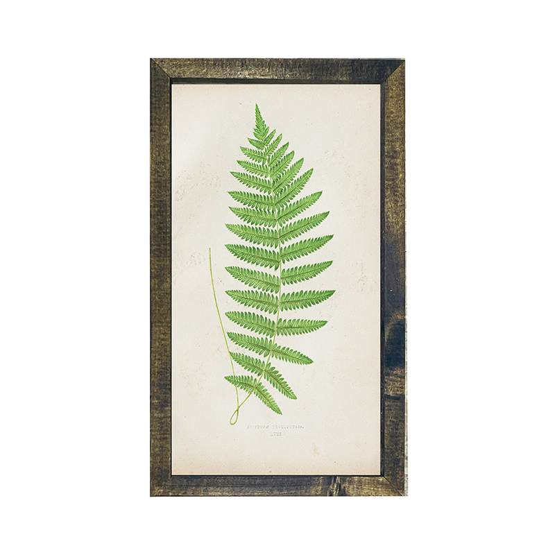 Fern with loop