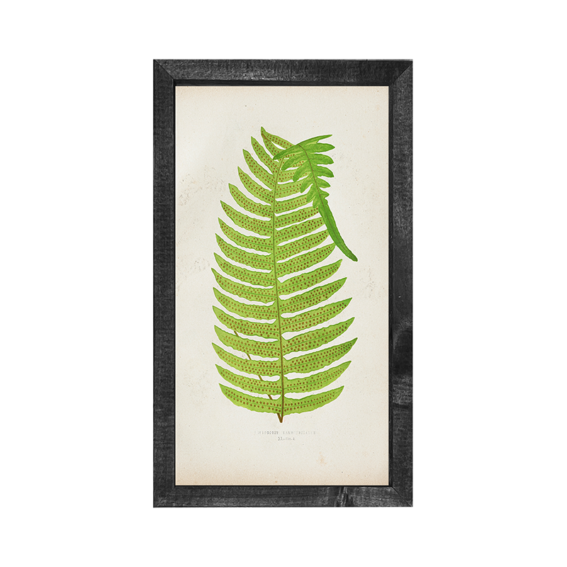 Fern dog earred