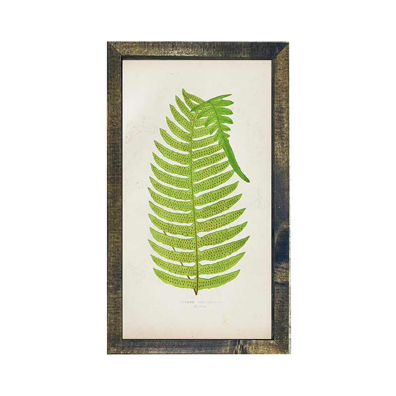 Fern dog earred