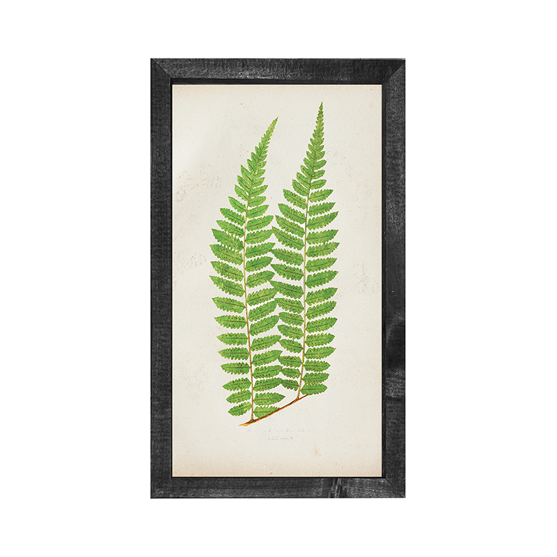Fern twins