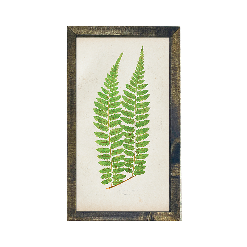 Fern twins