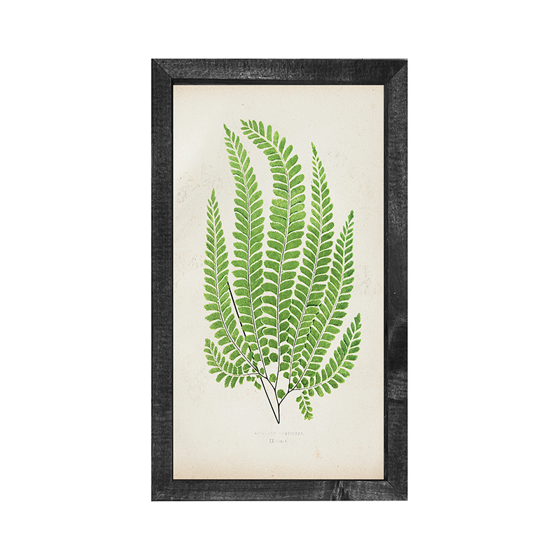 Fern Fan