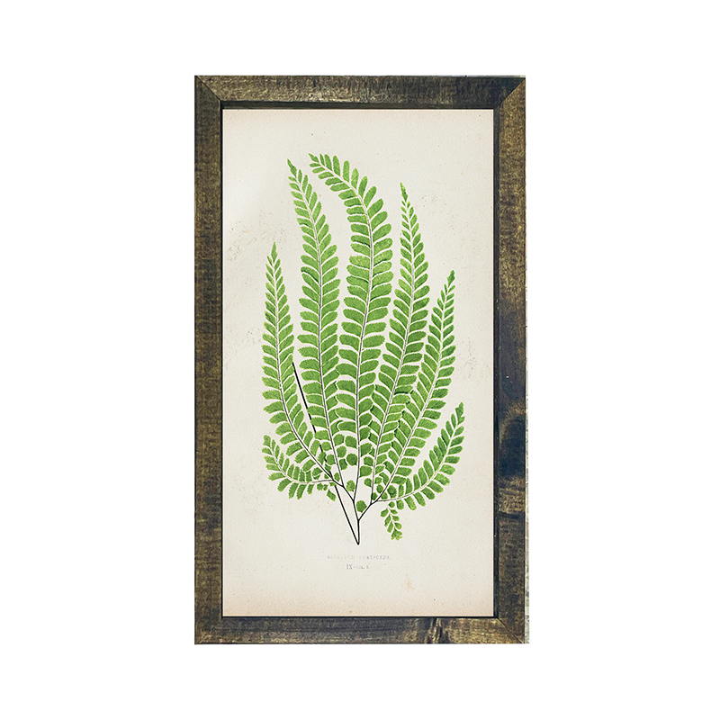Fern Fan