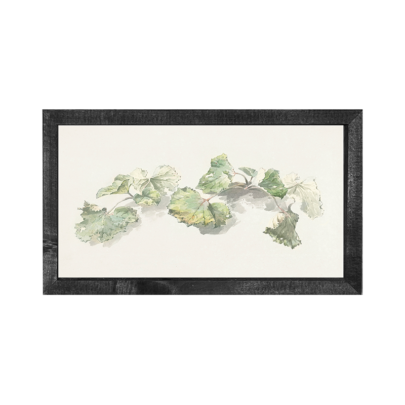 Geranium Leaves