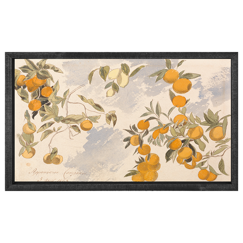 Vintage Oranges