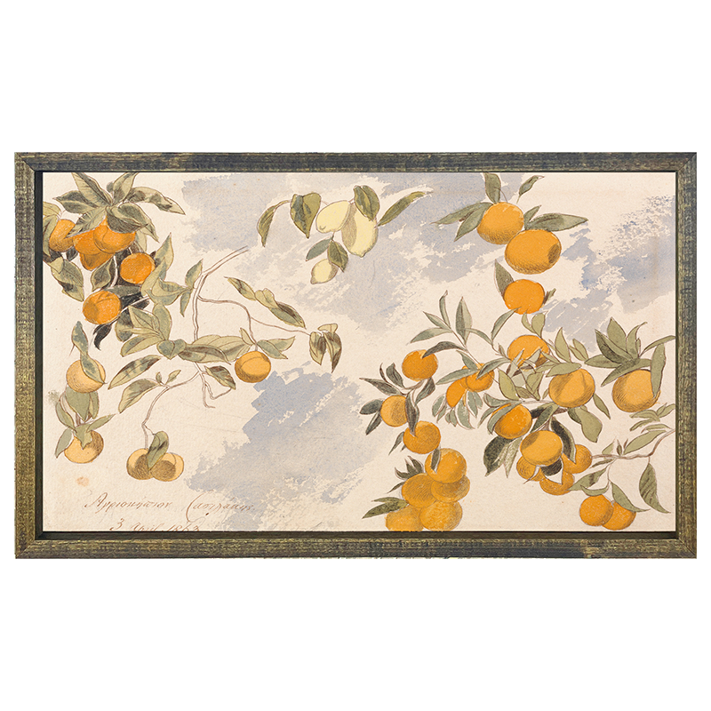 Vintage Oranges