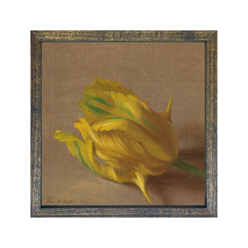 Vintage Tulip