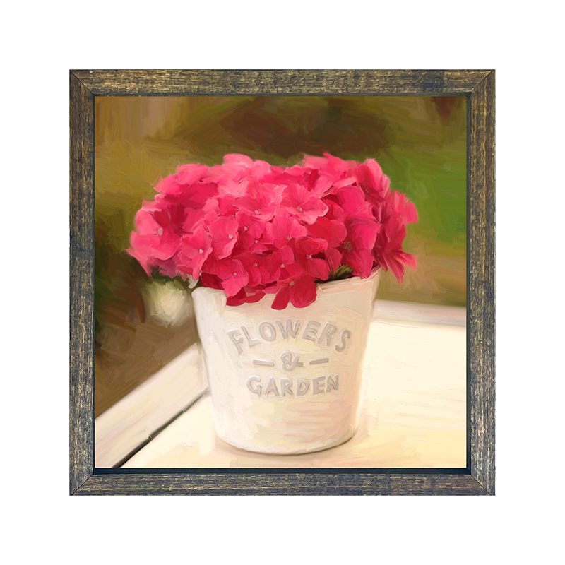 Hydrangea Potted