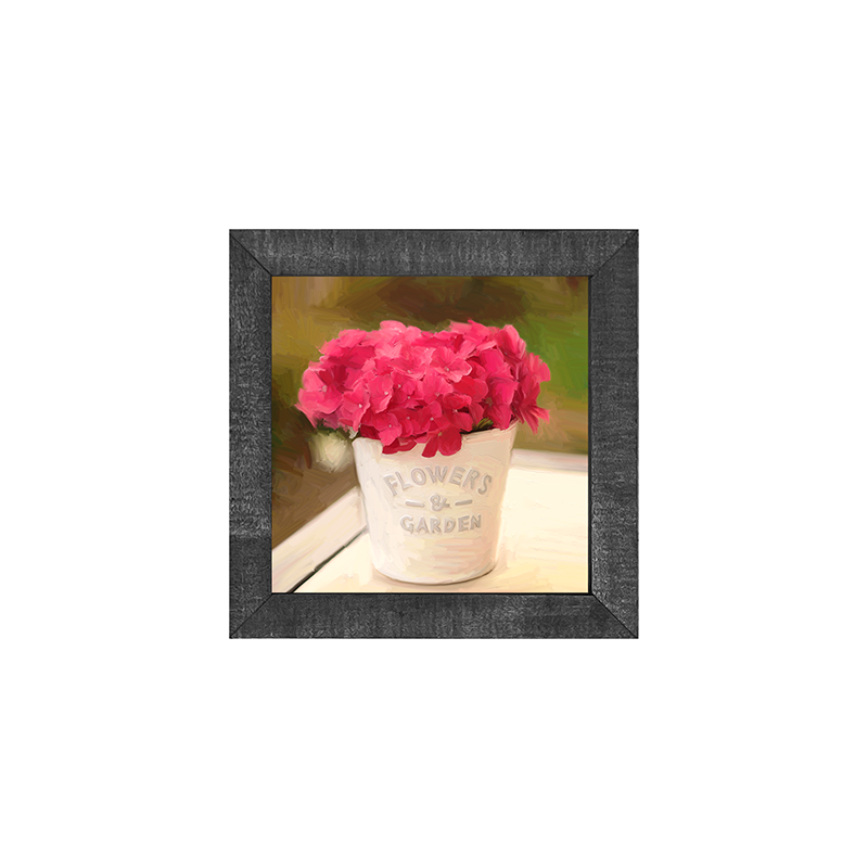 Hydrangea Potted