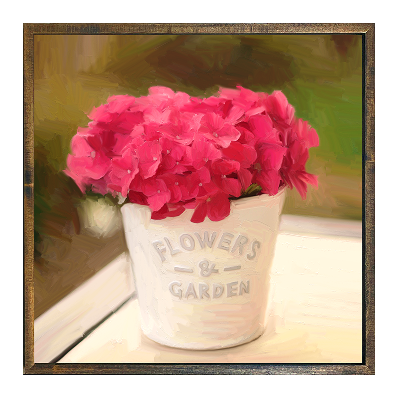 Hydrangea Potted