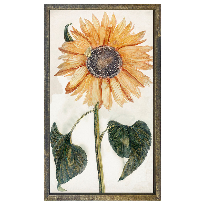 sunflower stem