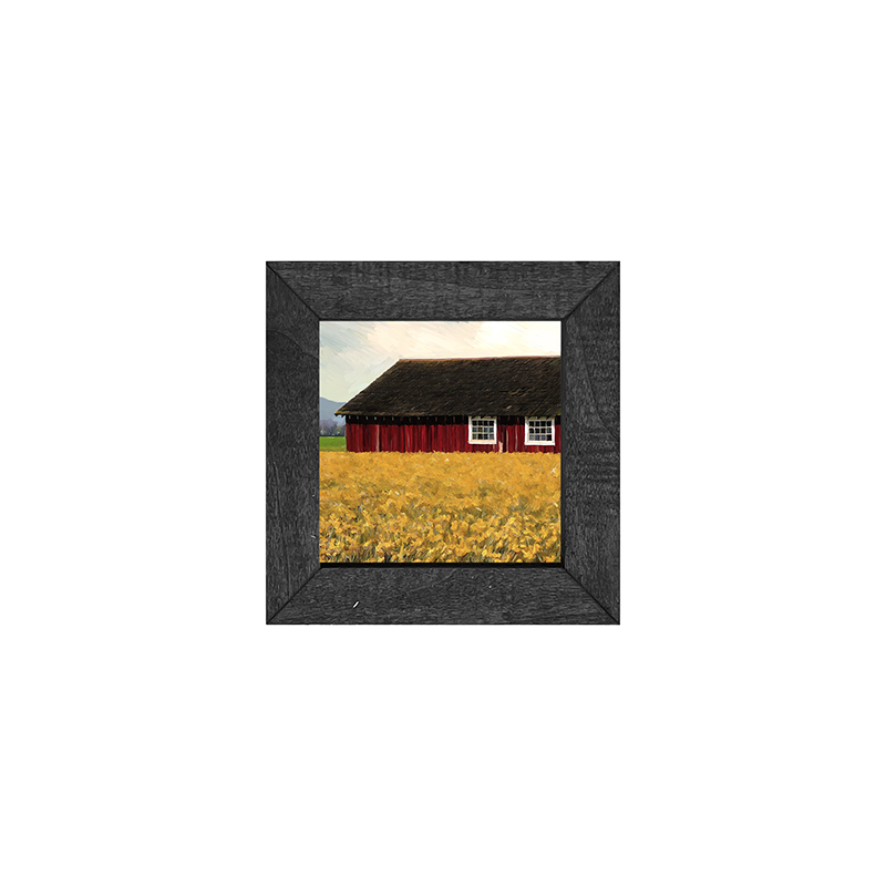 Barn with daffodils