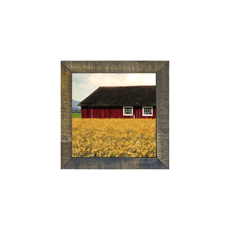 Barn with daffodils