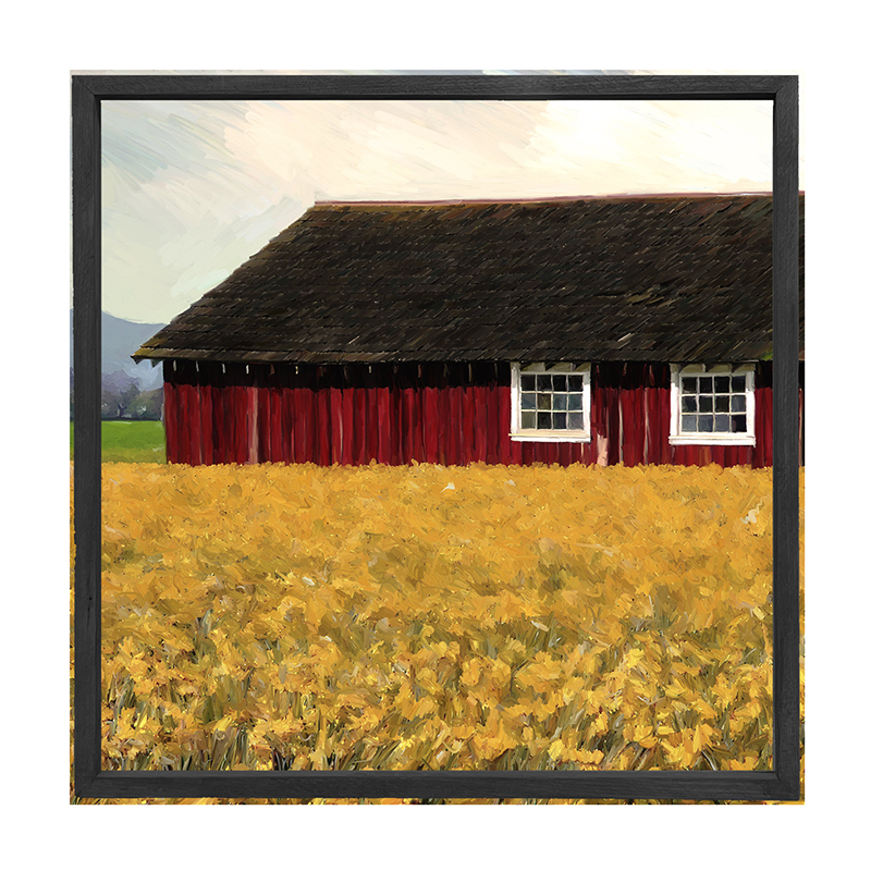 Barn with daffodils