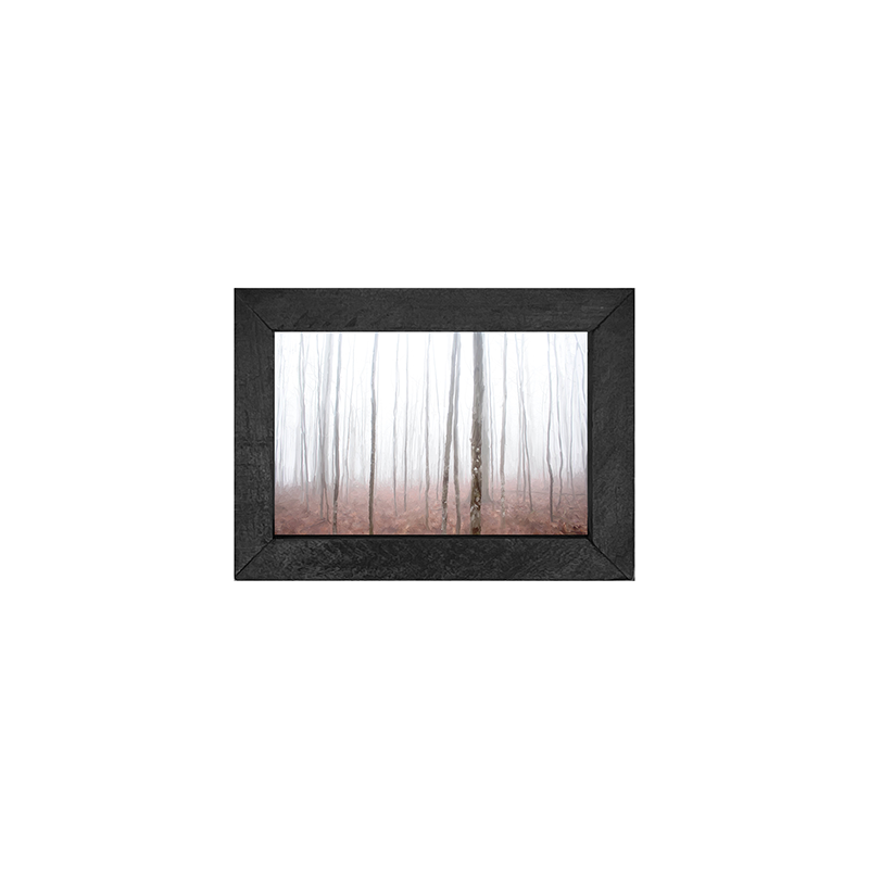 Birch Forest
