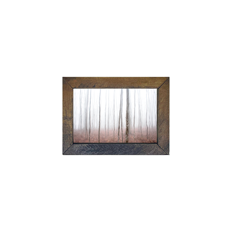 Birch Forest