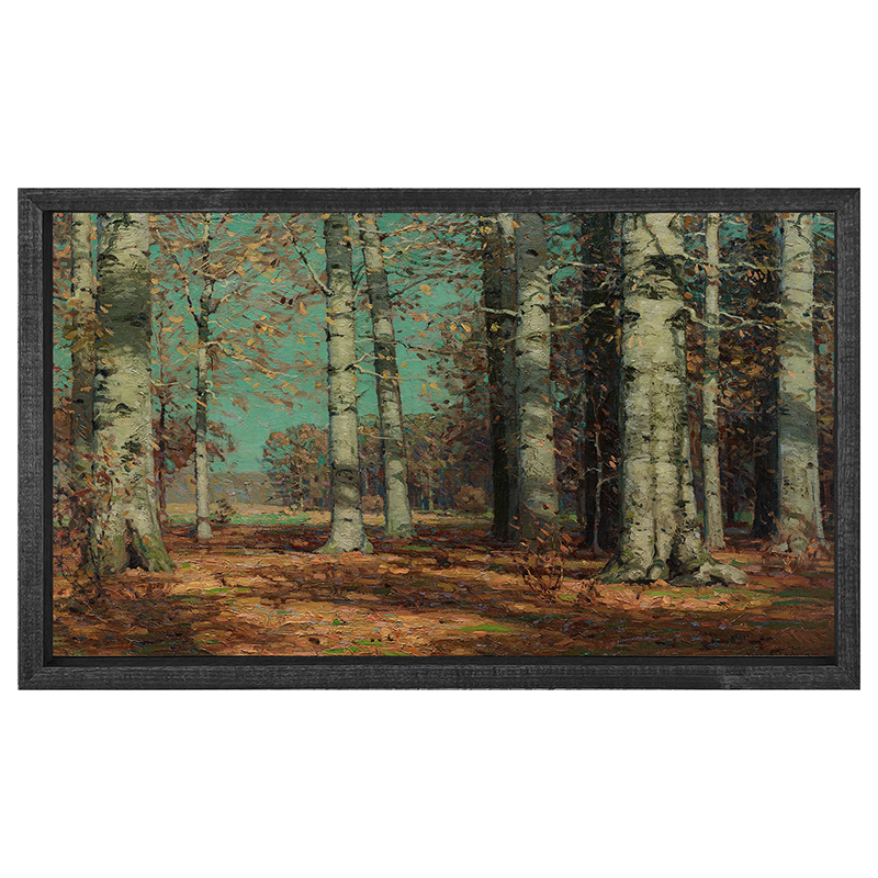 Sunny Autumn Birch Trees