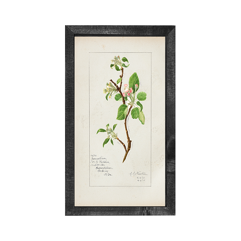 Vintage-branch