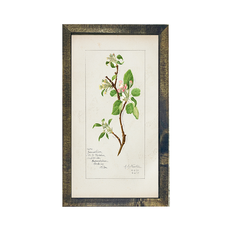 Vintage-branch