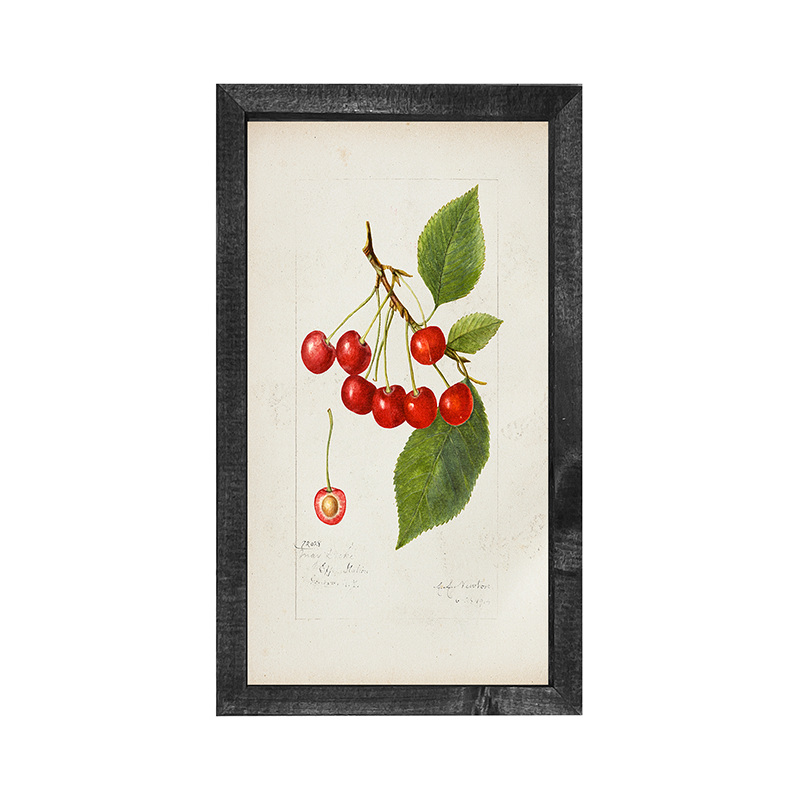 Vintage-Cherries