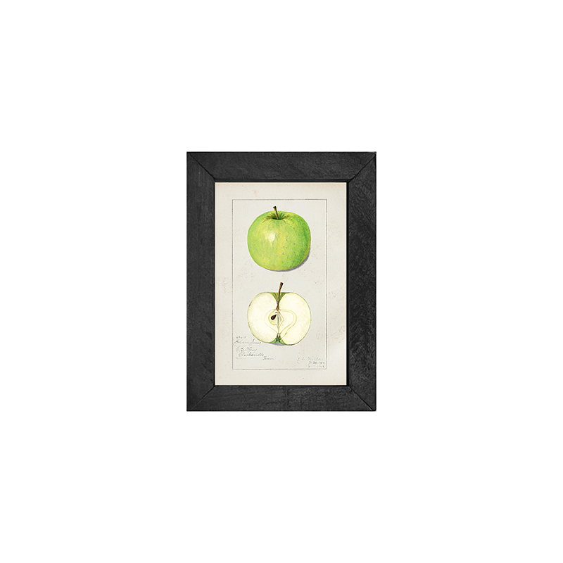 Vintage-Green Apple