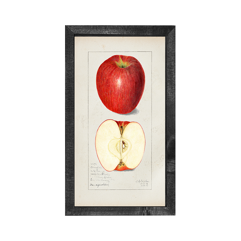 Vintage-Red Apple