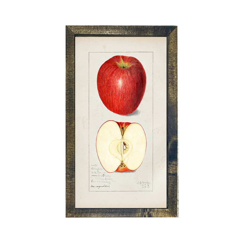 Vintage-Red Apple