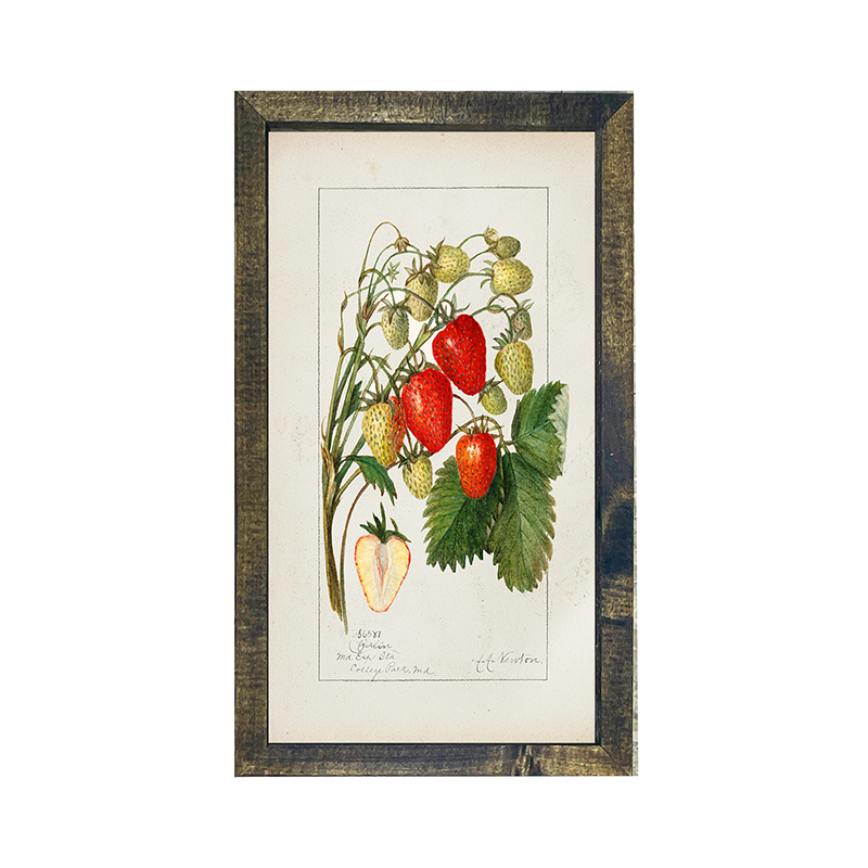 Vintage-Strawberries