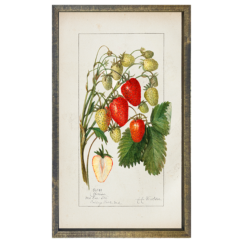 Vintage-Strawberries